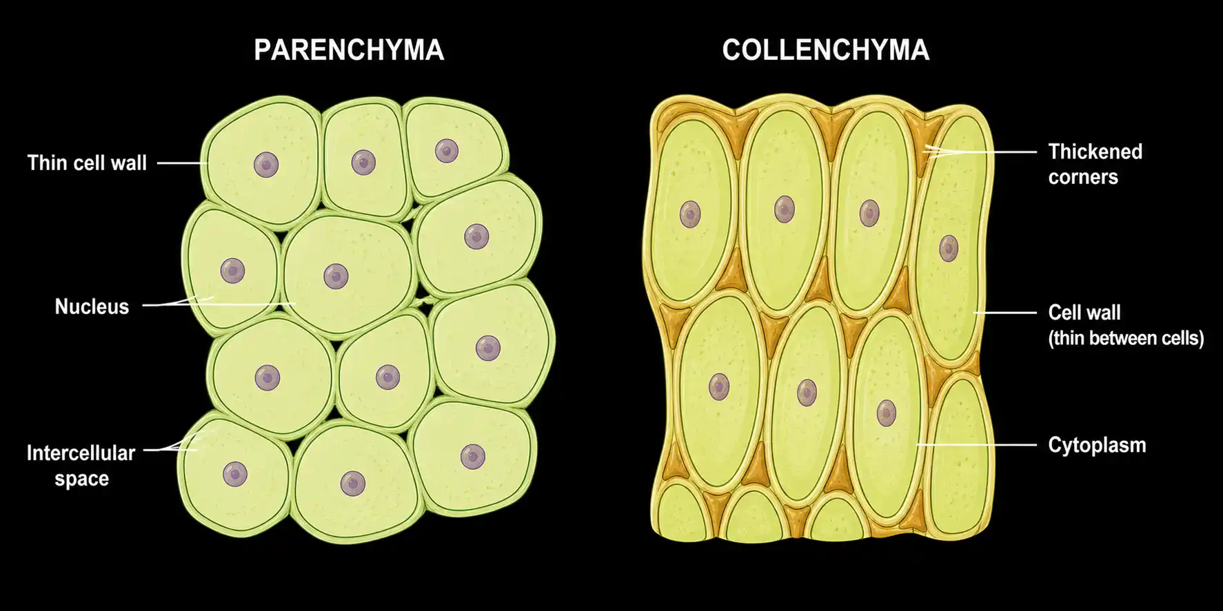 Side-by-side microscopic illustrations of parenchyma cells and collenchyma cells with labels