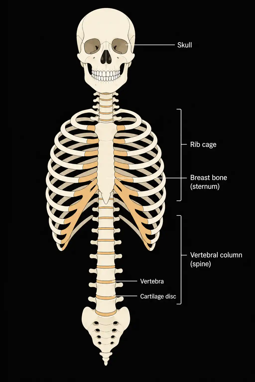 Anatomical illustration showing the three main parts of the skeleton — skull, vertebral column, and rib cage — labelled clearly