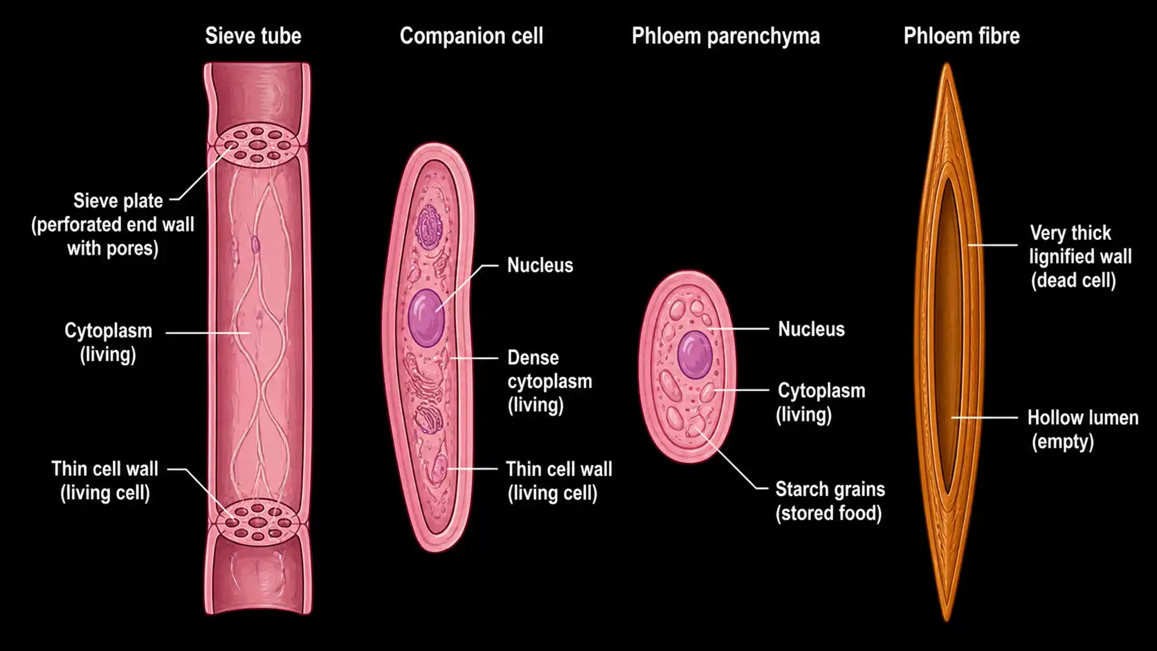 Microscopic illustration of phloem tissue showing sieve tubes, companion cells, phloem parenchyma, and phloem fibres