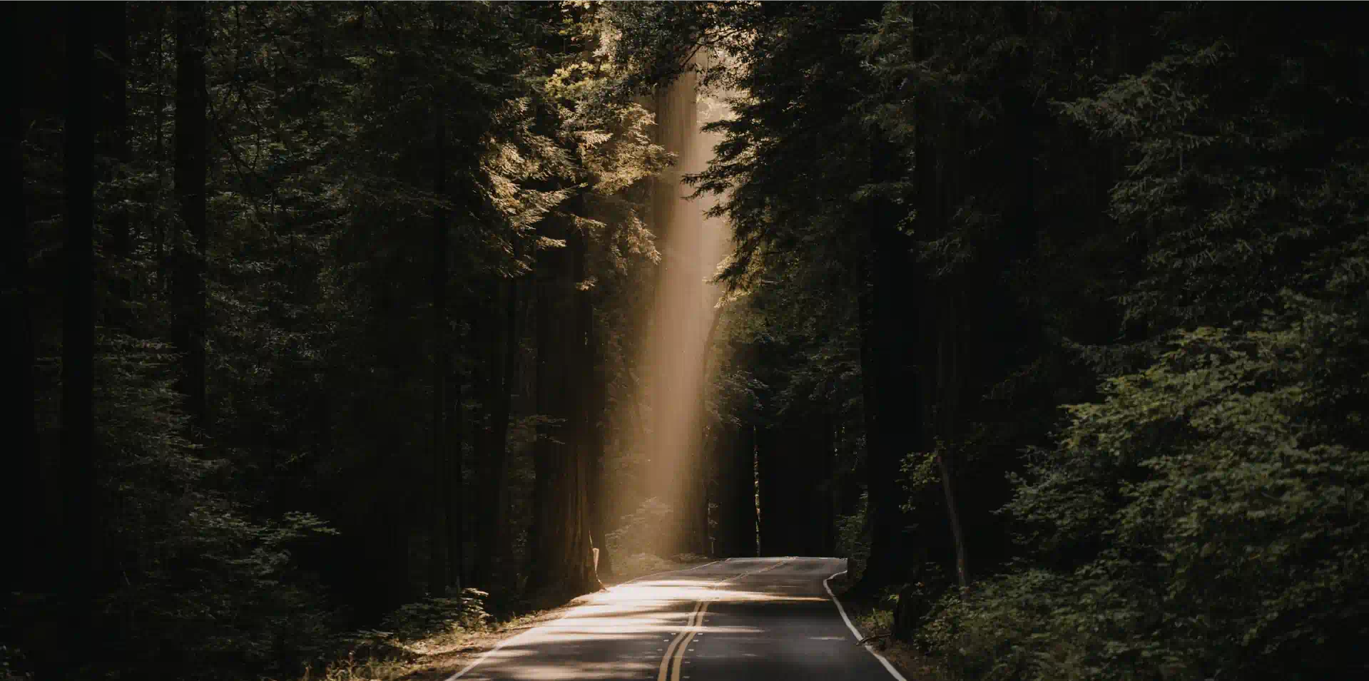 Tyndall effect in jungle_1