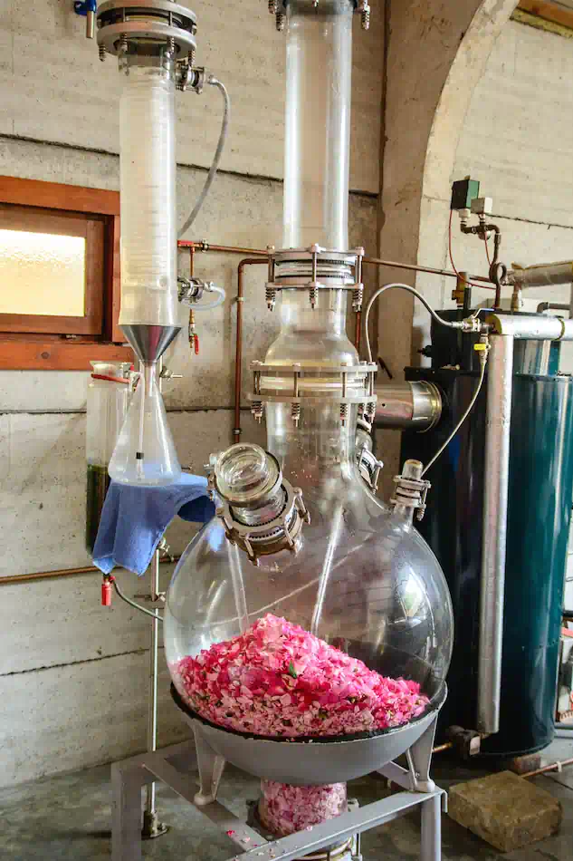 Steam distillation of rose flowers for attar production in Kannauj, India